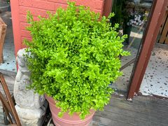 -萤火虫咖啡(后海店)