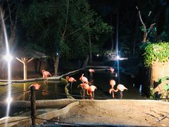 -清迈夜间动物园