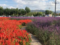 -羊亭河湿地公园