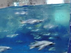 -凯莉-塔尔敦海洋生物水族馆