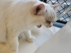 -怪兽屋·羊驼·猫咖·狗咖(俊华广场店)