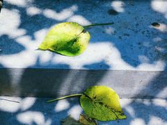 -西涌国际滨海旅游区