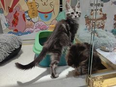 -糯米喵星人总部直营旗舰店·猫舍·幼猫出售