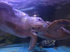 -多彩贵州城极地海洋世界