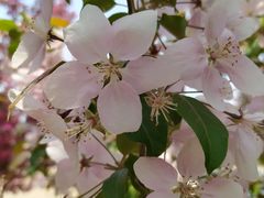 -长白岛森林公园