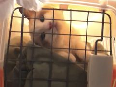 -Bastet sally猫舍购宠(静安店)