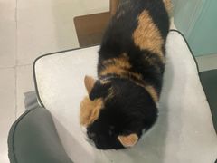 -安格丽娜·狗咖·猫咖羊驼咖(春熙路百盛商场店)