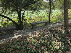 -海珠湖公园