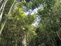-川西竹海景区