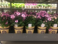 -鹿岛会员店 (龙湖三千集天街店)