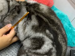 -爱宠屋pet shop·宠物洗澡·宠物美容