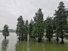 -顺峰山公园