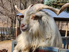 -沈阳森林动物园