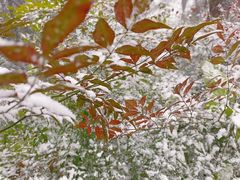 -铁山坪森林公园