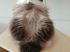 -鼓捣猫呢主题猫咖店