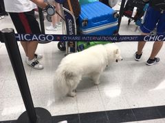 -奥黑尔国际机场