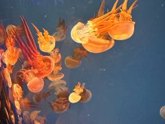 -多彩贵州城极地海洋世界