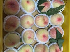 -老袁家蜜桃农场·阳山水蜜桃