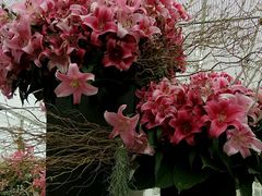 -上海鲜花港