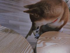-柴迷FANS CLUB·柴犬狗咖·猫咖