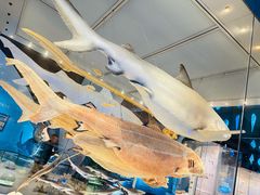 -深海中餐厅(国家海洋博物馆店)