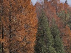 -山王坪喀斯特国家生态公园