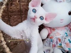 -欣宠猫屋·矮脚拿破仑·蓝金金渐层