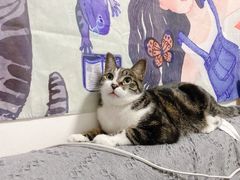 -FAELING PETS美天灵宠物(富力广场店)