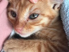 -安安宠医宠物医院·异宠·犬猫内科(岳阳分院)