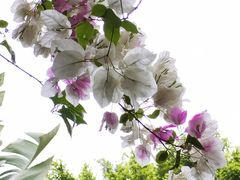 -深圳国际园林花卉博览园