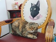 -猫小院猫主题餐厅(南锣旗舰店)