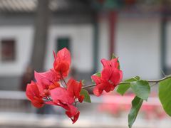 -红螺寺