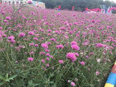 -松山湖梦幻百花洲