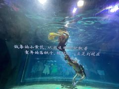 -重庆欢乐海底世界