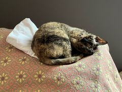 -瑞派宠物医院·犬猫全科·猫友好(宾水西道店)