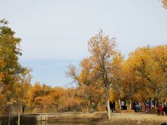 -金塔沙漠胡杨林景区