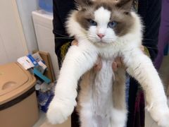 -瑞派康怡24h宠物医院·犬猫医疗中心·微创绝育(瑞景分院)