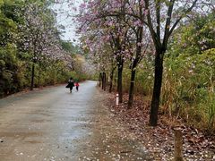 -红山村