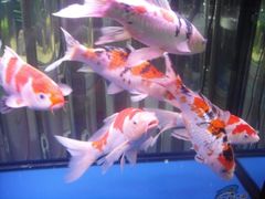 观赏鱼-山东柏宁水族批发广场