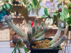 -Rabbit Cafe私房西餐甜点咖啡(栖霞路店)