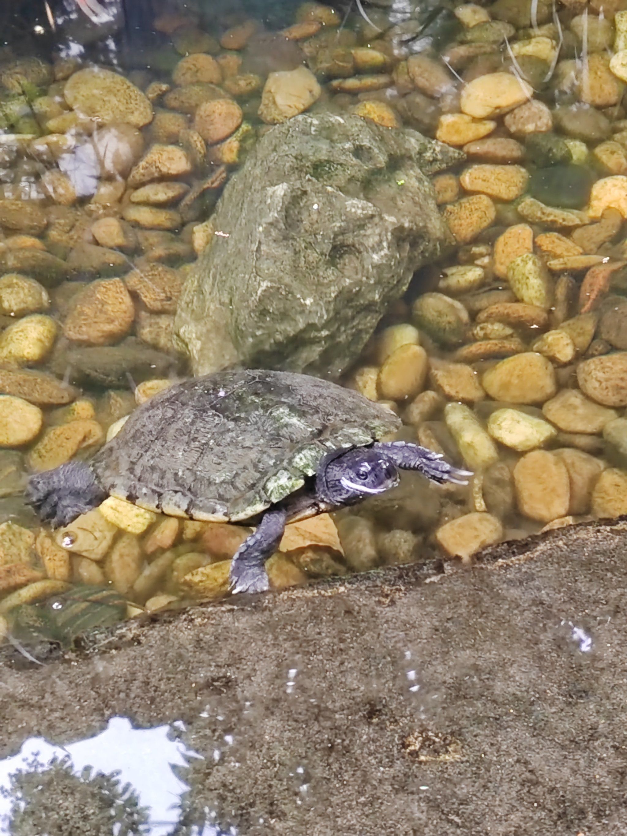 庭院中乌龟🐢一家三口的日常