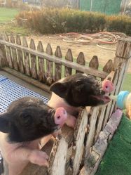 -萌宠亲子动物乐园(槐房万达店)