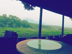 -龙坞茶村