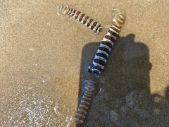 -六鳌翡翠湾滨海度假景区