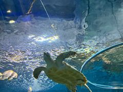 -上海海洋水族馆