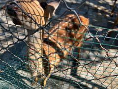 -长白岛森林公园