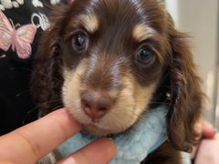 -萌宠之家·腊肠犬·马尔泰·小体犬舍