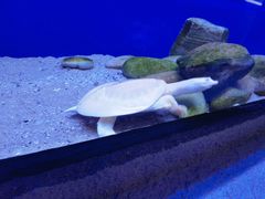 -上海海洋水族馆