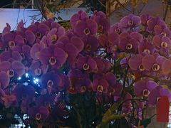 -溪岸路花鸟市场