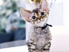 -70cat德文卷毛猫·缅因猫纯种猫舍